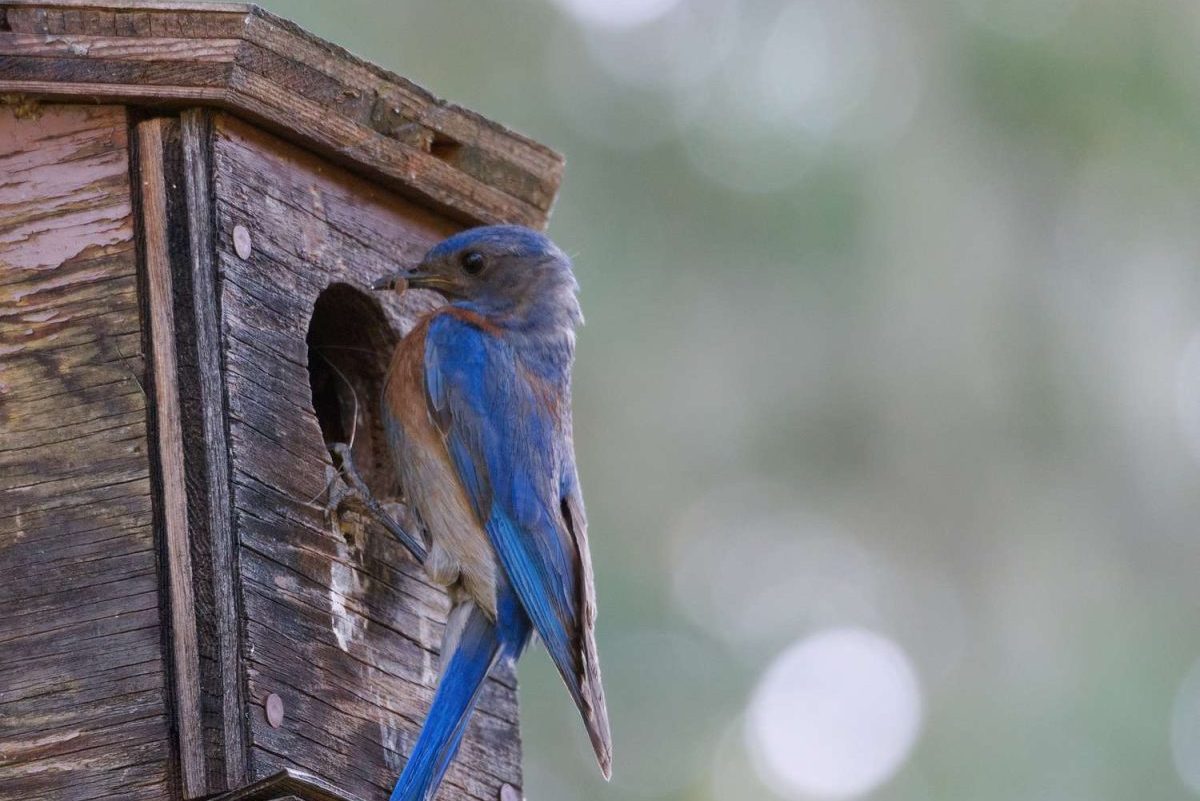 Attracting Insect-Eating Birds to Your Garden