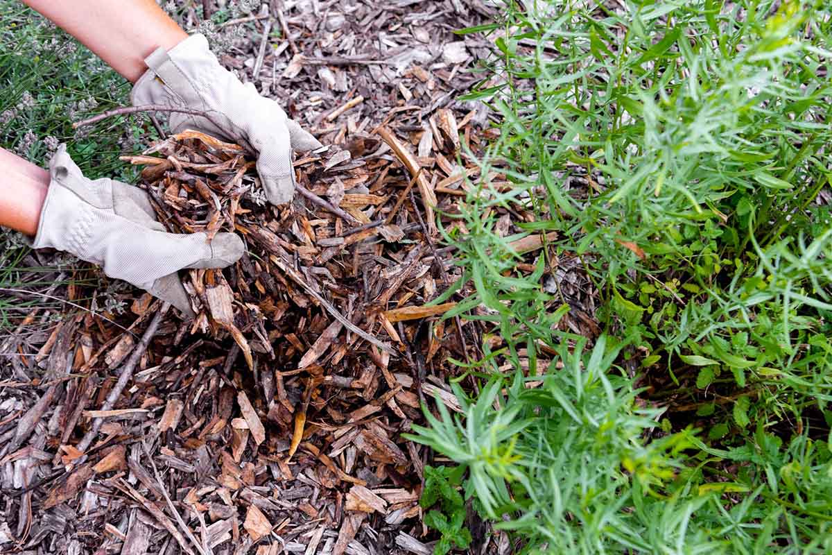 Learning From the Most Common Gardening Mistakes