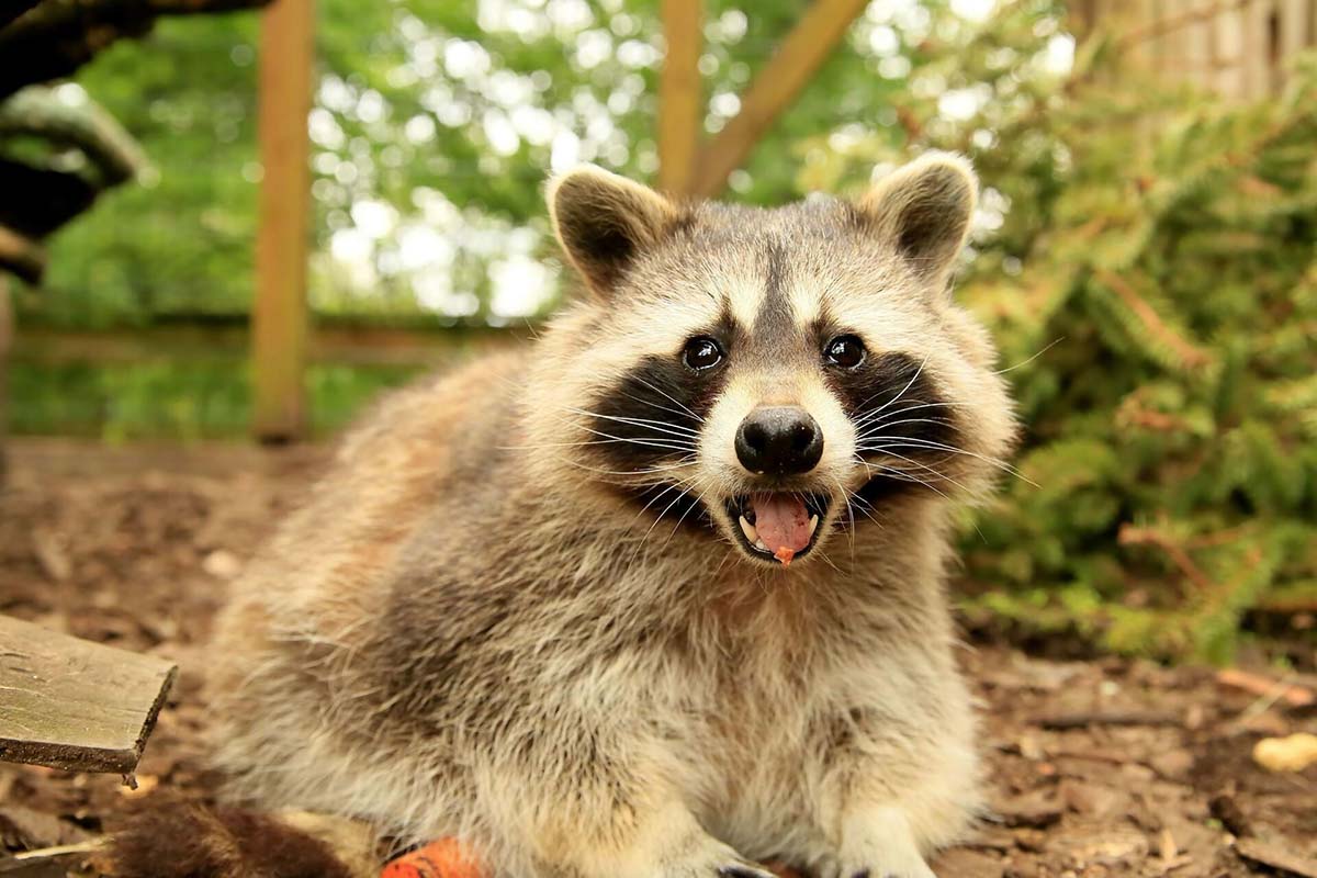 Safety Tips About Raccoons