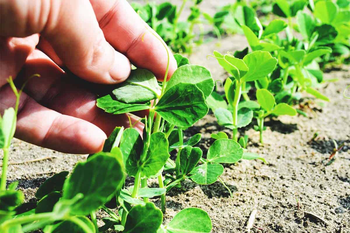 Tips On How to Grow Field Peas Using Cover Cropping